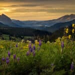 Wildflower Field above Crested Butte