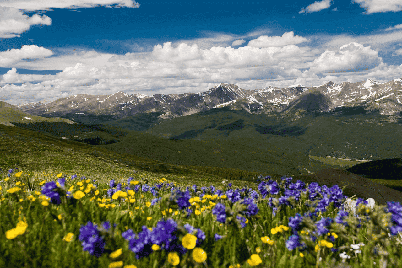 Crested Butte Real Estate - Resort Summer 2022 - wildflowers with snowcapped mountains in the background.