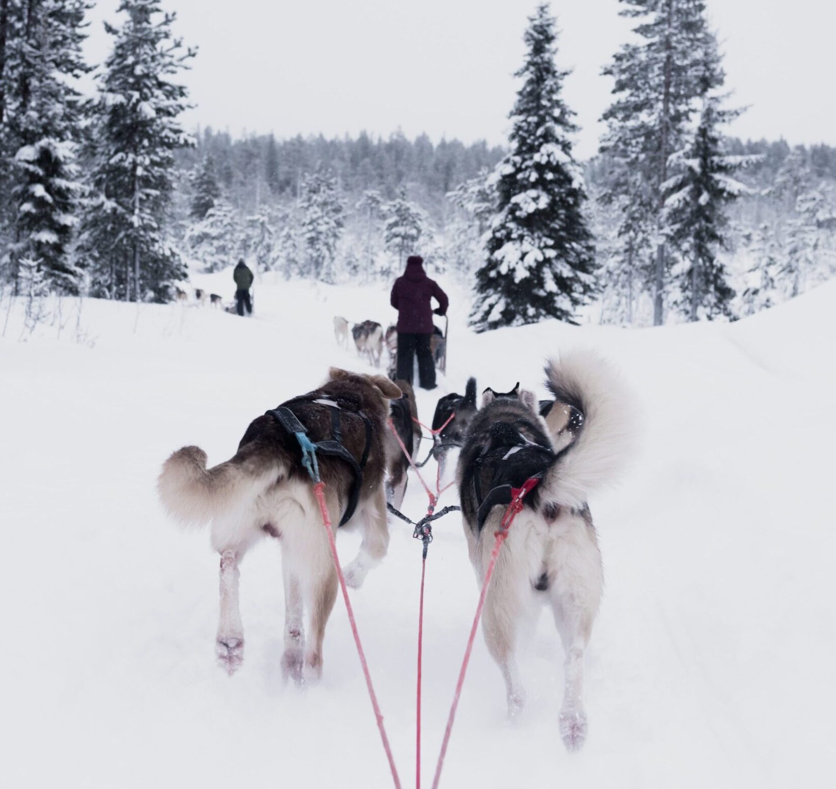 Dog Sled Crested Butte